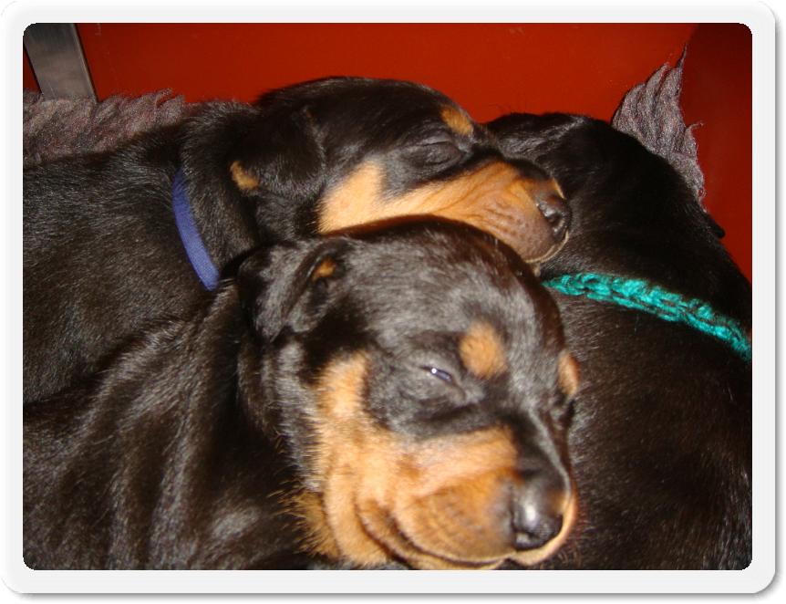 2puppiesweek2 004